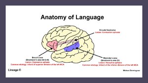 Anatomy-of-Language.png