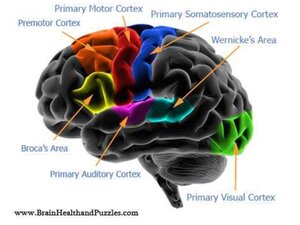 Areas-and-Cortices.pdf