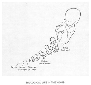 BiologicalLifeInTheWomb.jpg