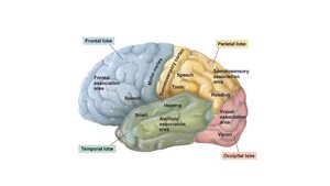 Brain-Lobes.pdf