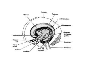 BrainCross-section.jpg