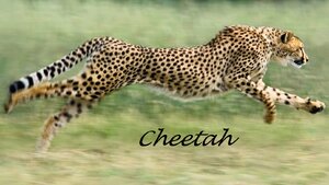 Cheetah.png
