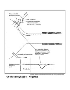 ChemSynapseNeg.jpg
