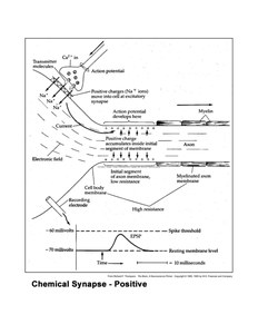 ChemSynapsePos.jpg