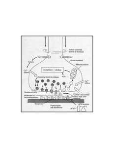 ChemicalSynapse.jpg