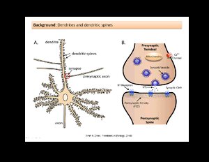 Dendrites-and-Dendritic-Spines.pdf