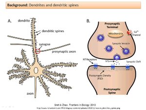 Dendrites-and-Dendritic-Synaptic-Cleft.pdf