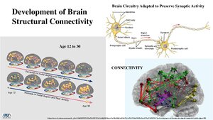 DevelopmentofBrainStructuralConnectivity.pdf