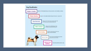 Dog-Classifications.png