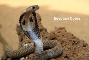 Egyptian-Cobra.png