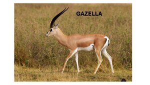 Gazella-Photo.png