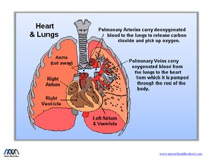 HeartLungs-Diagram.pdf