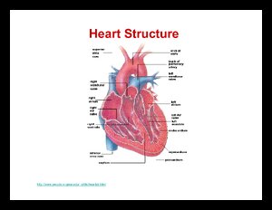 HeartStructure.pdf