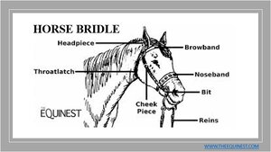 Horse-Bridle-1.png