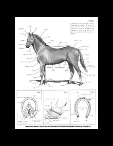 HorseDiagram.pdf
