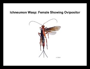 IchneumonWasp-Ovipositor.pdf