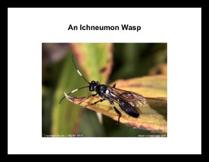 IchneumonWasp.pdf