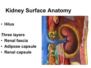 KidneySurfaceAnatomy.pdf