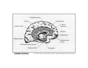 Limbic.jpg