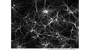 Neurons.jpg