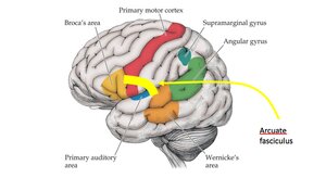 Parts-of-the-brain-used-for-understanding-language-and-communication-of-speech-b.png