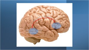 Parts-of-the-brain-used-for-understanding-language-and-communication-of-speech.png