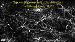 Peripateo-Wheel-Tracks-Faciliated-and-Inhibited.png