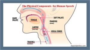 Physical-Components-for-Human-Speech.png
