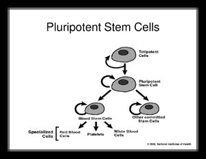 PluripotentStemCells.pdf