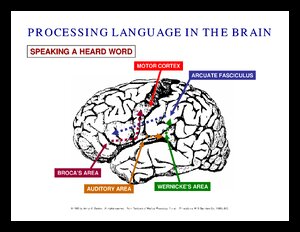 ProcessingLanguage1.pdf