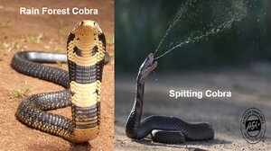 Rin-Forest-Cobra-and-Spitting-Cobra.png