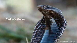Rinkhals-Cobra.png
