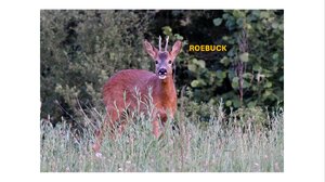 Roebuck-Photo.png