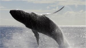 Sea-Creature-4.png