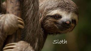 Sloth.png
