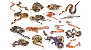 Snakes.png