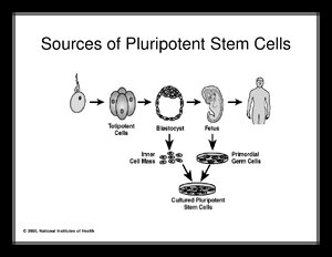 SourcesOfPluripotentStemCells.pdf