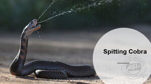 Spitting-Cobra-1.png