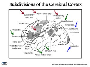SubdivisionsOfTheCerebralCortex.pdf