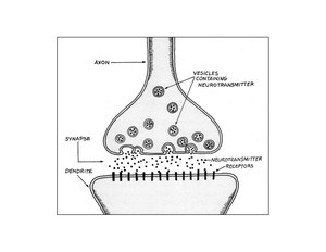 Synapse.pdf
