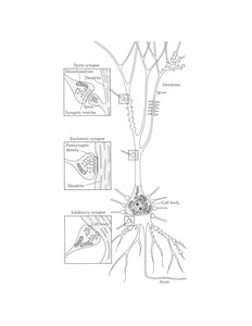 SynapsesOnNeurons.pdf