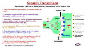 SynapticTransmission.png