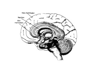 ThreeBrainDivisions.pdf