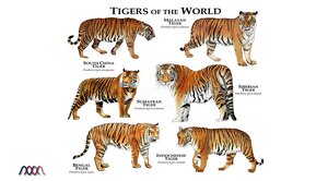 Tigers-of-the-World.png