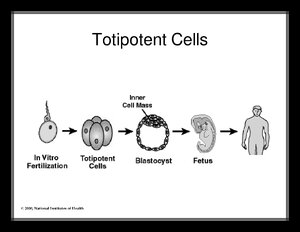 TotipotentCells.pdf