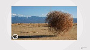 Tumbleweed.png