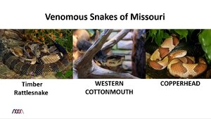 Venomous-Snakes-of-Missouri.png