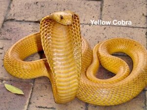 Yellow-Cobra.png