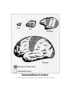 acortex.jpg