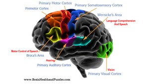 thebraincolorcodedcompartments.png